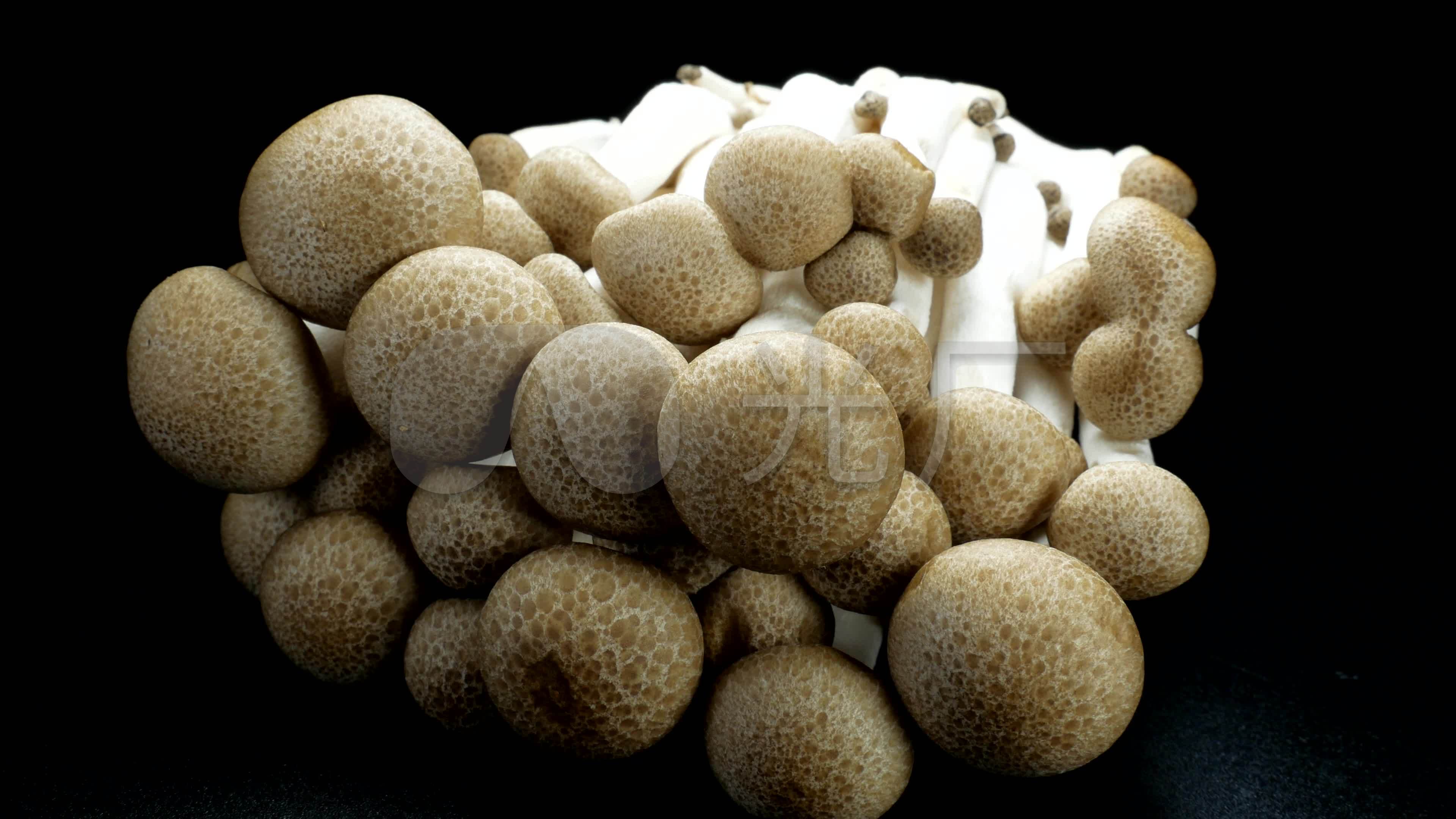 海鲜菇摄影图__蔬菜_生物世界_摄影图库_昵图网nipic.com