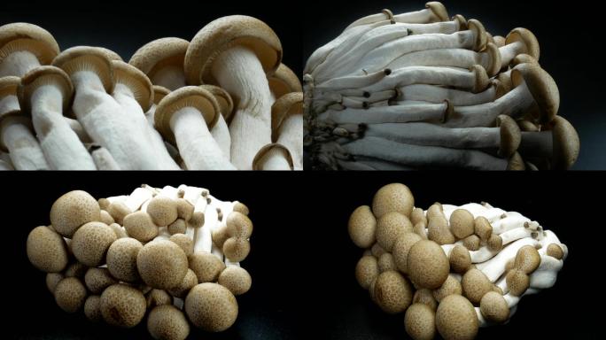 蟹味菇_海鲜菇_食用菌蘑菇