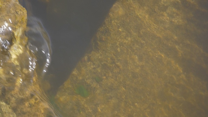 青海湖湟鱼回流