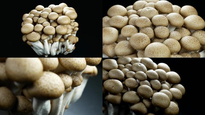 蟹味菇 海鲜菇
