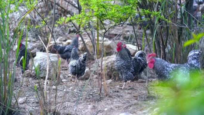 生态养殖大山芦花鸡环保