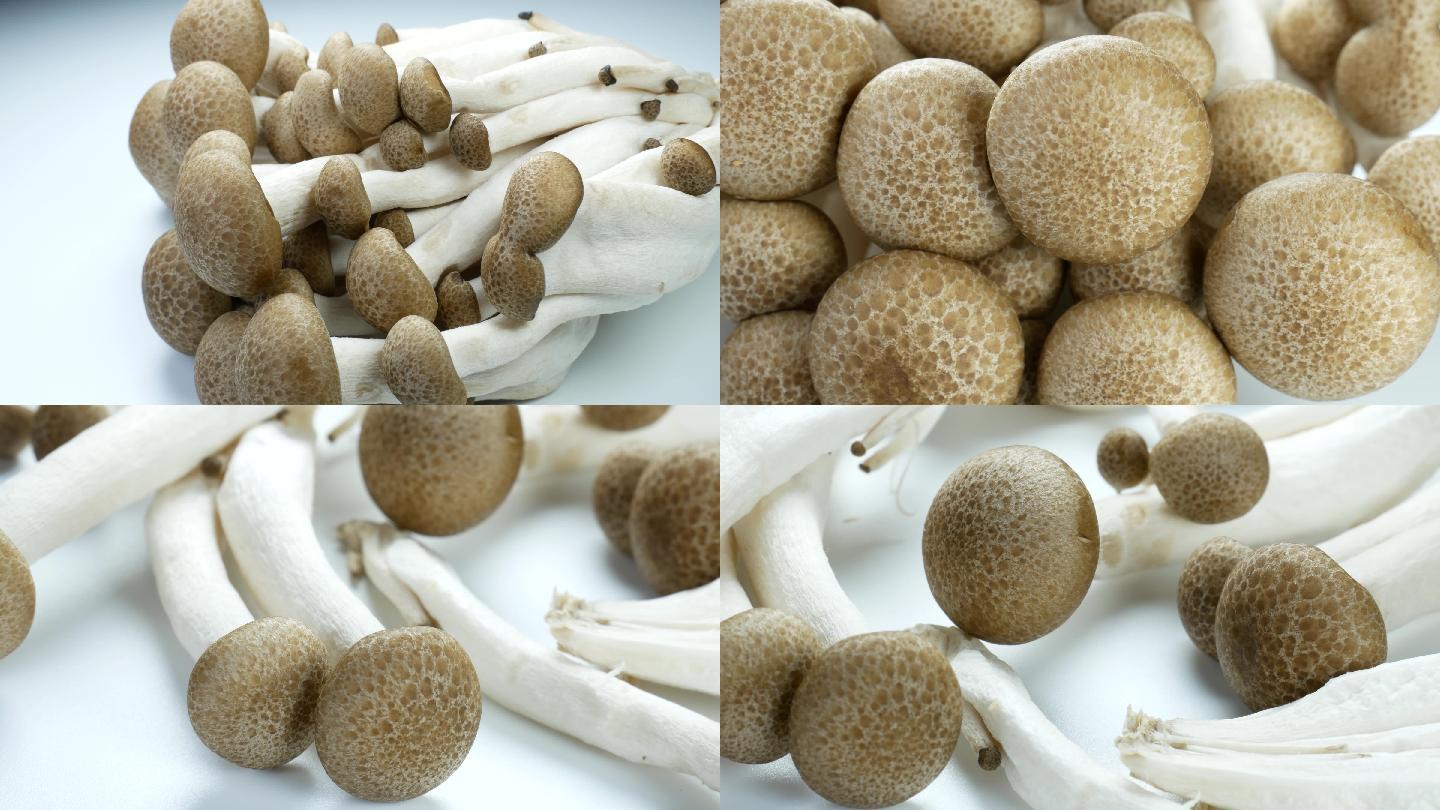 蟹味菇 海鲜菇 食用菌