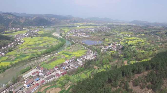 汉中油菜花