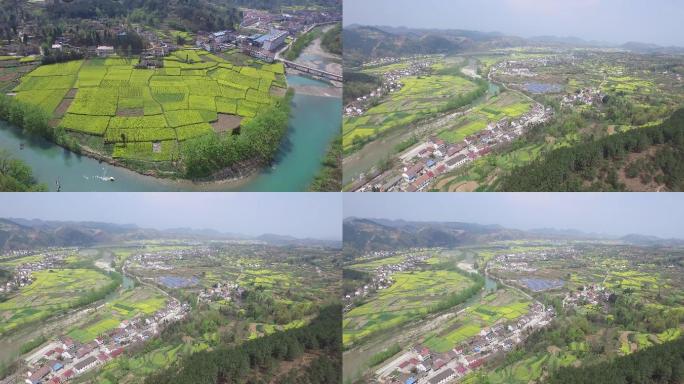 汉中油菜花