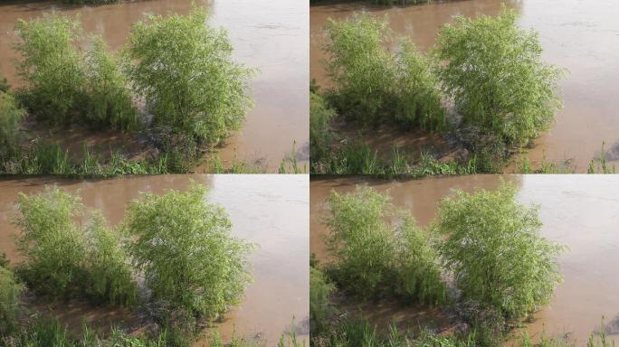 黄河河道洪水漫滩