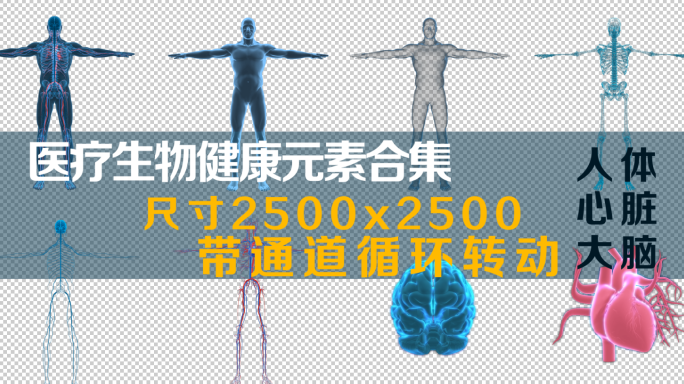 科技健康医疗人体器官旋转