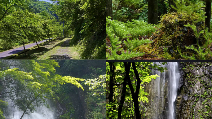 4k自然生态绿色植被瀑布溪流石头
