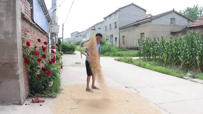 农村农民用木铲挥洒小麦