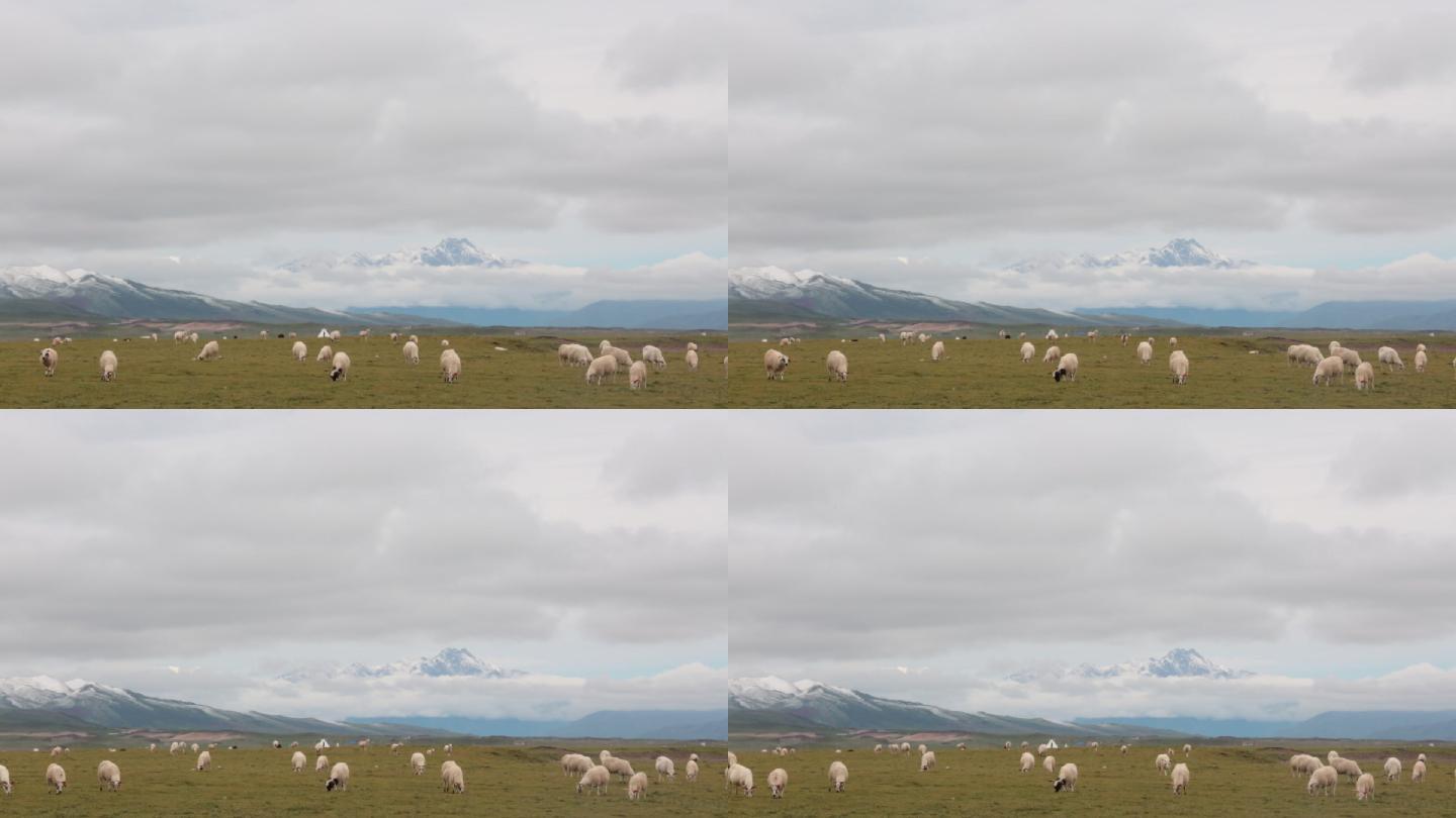 夏季草原雪山羊群