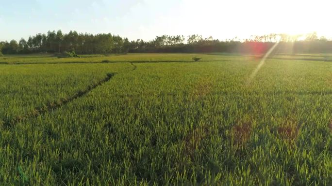 夕阳下的水稻