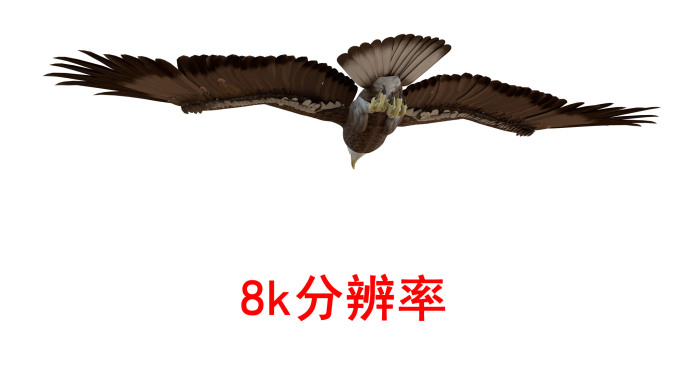 老鹰雄鹰8k（3）-透明通道