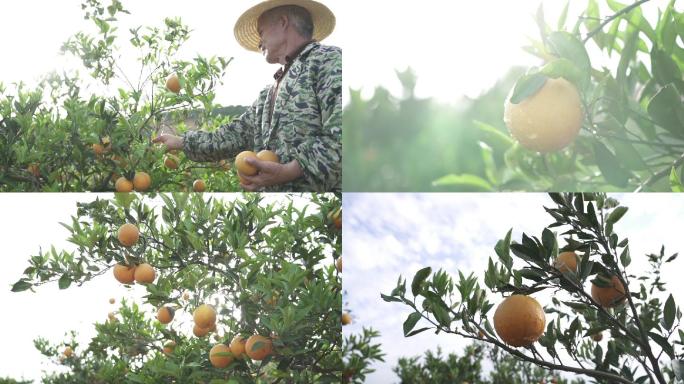 奉节脐橙柑子柑桔橙子水果种植采摘加工实拍