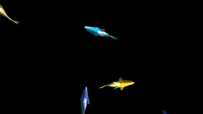 彩色鱼群和单条鱼动画循环