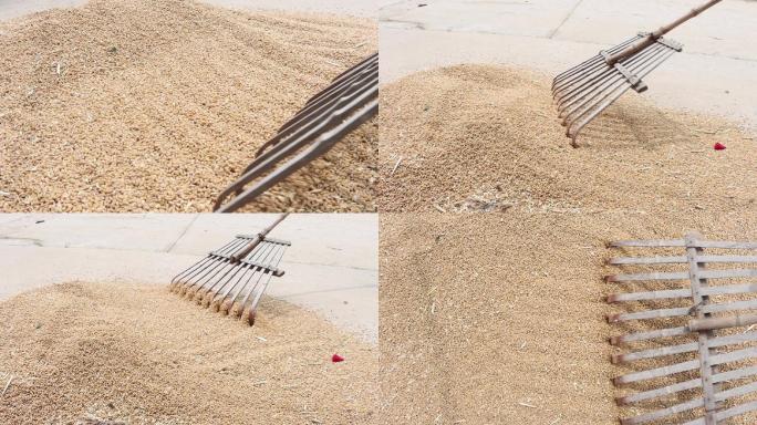 农村农民用竹耙推拉地上的小麦