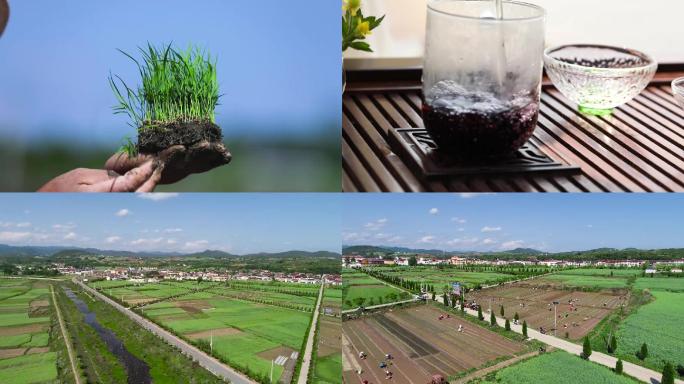 清新黑米稻田插秧自然生态环境有机农业