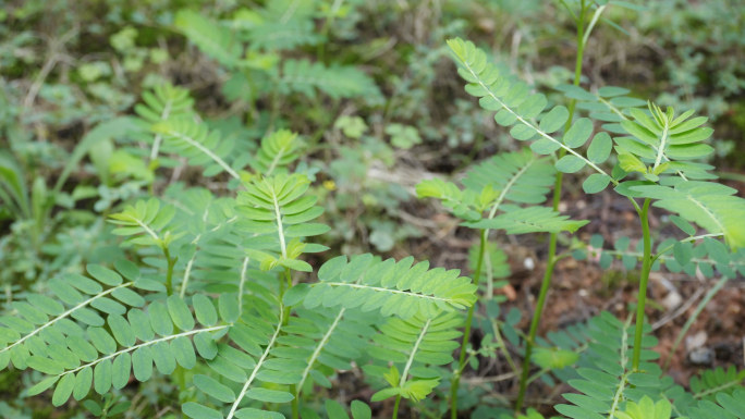 【4K】草药、叶下珠药用植物