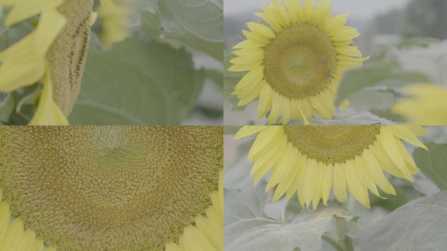 高清拍摄向日葵升格150特写（灰片）