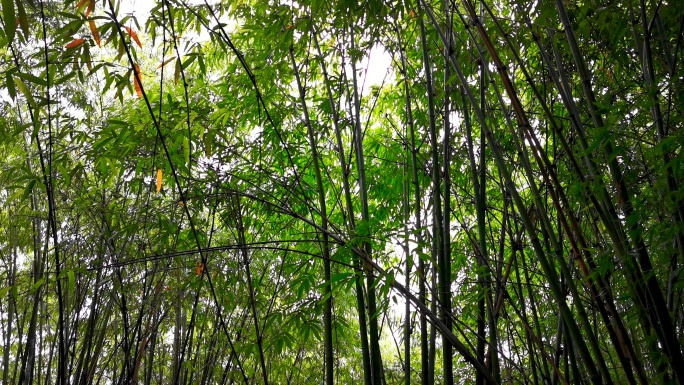 夏日阴雨天气竹林4K实拍