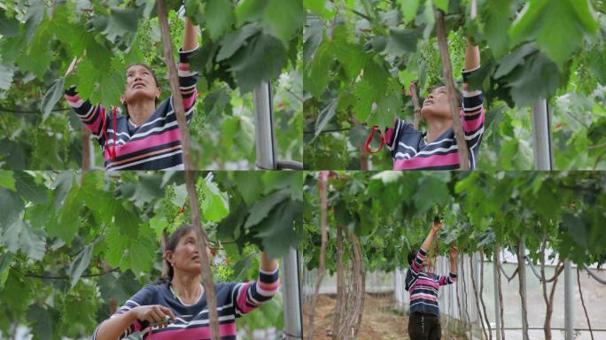 葡萄种植园里女工对葡萄幼果剪枝工序