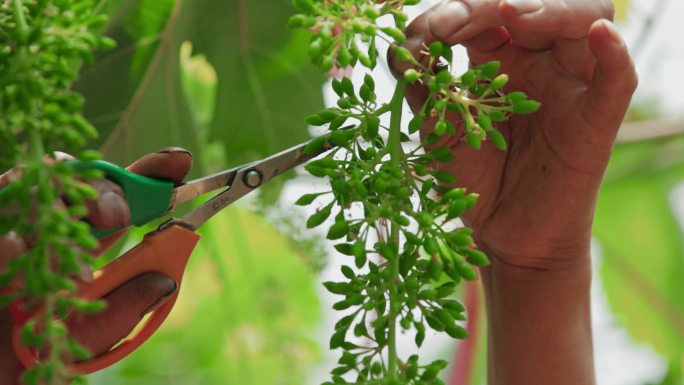 葡萄种植园里对葡萄幼果进行剪枝