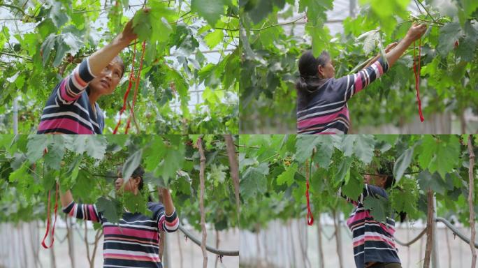 葡萄种植园里女工对葡萄幼果进行剪枝