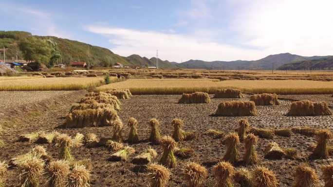 水稻丰收稻田地大米田园桓仁4K航拍