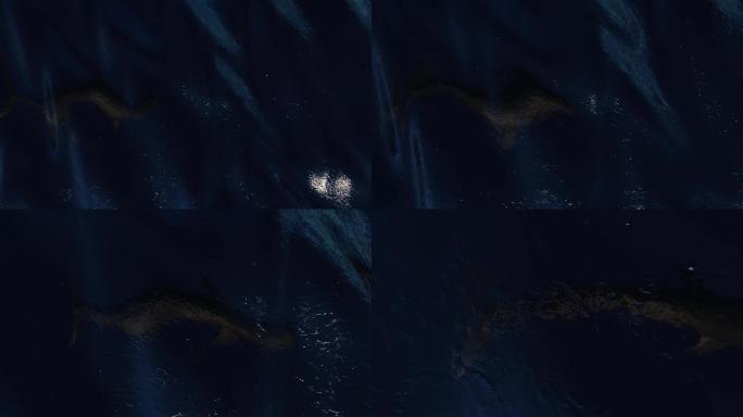 深海海面鲸鱼鲨鱼游过
