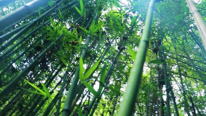 竹林、竹子、大自然、野生竹子、林子、竹海