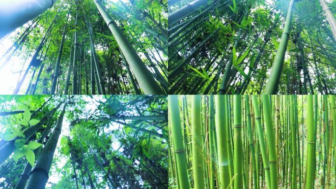 竹林、竹子、大自然、野生竹子、林子、竹海