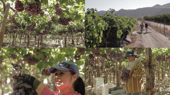 国外果园葡萄提子农民采摘修剪丰收
