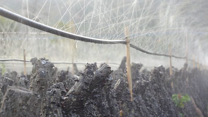 下雨木耳基地种植农户大山