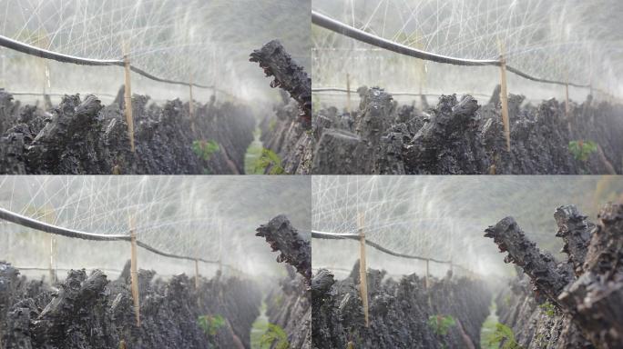 下雨木耳基地种植农户大山