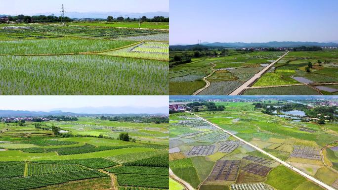 4K航拍_农田水稻田全景