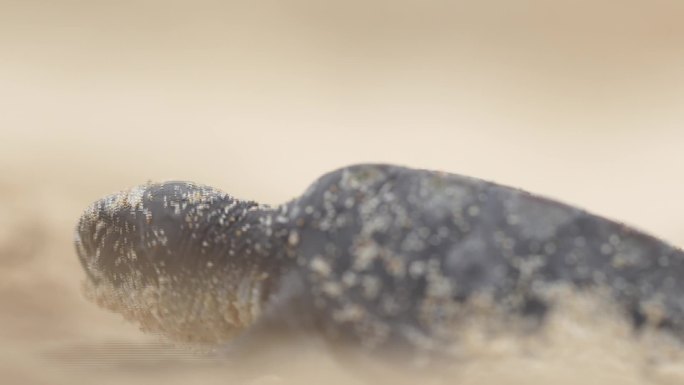 小海龟沙滩实拍素材