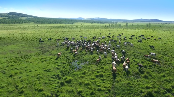 草原航拍牛群