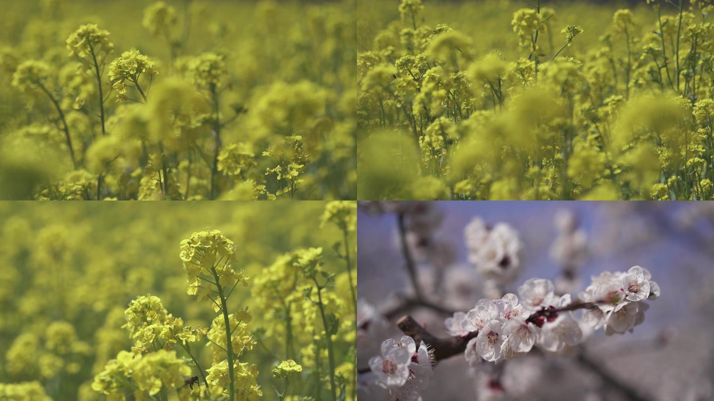 4K春暖花开油菜花玉兰花