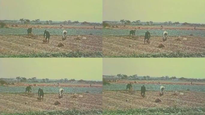 50年代 60年代农民种地珍贵影像