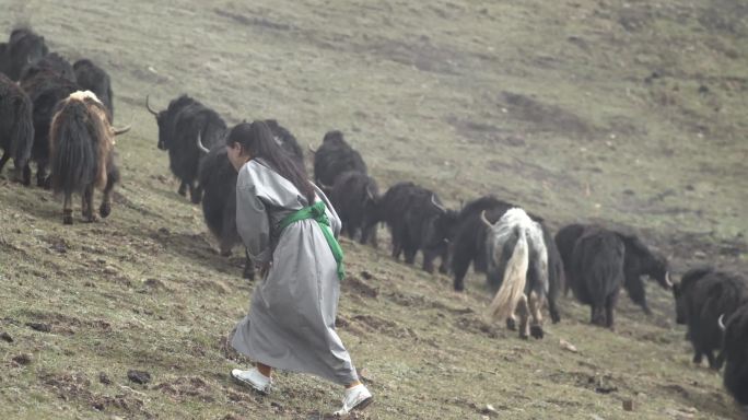 藏族小姑娘放牧