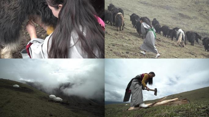 藏族小姑娘放牧
