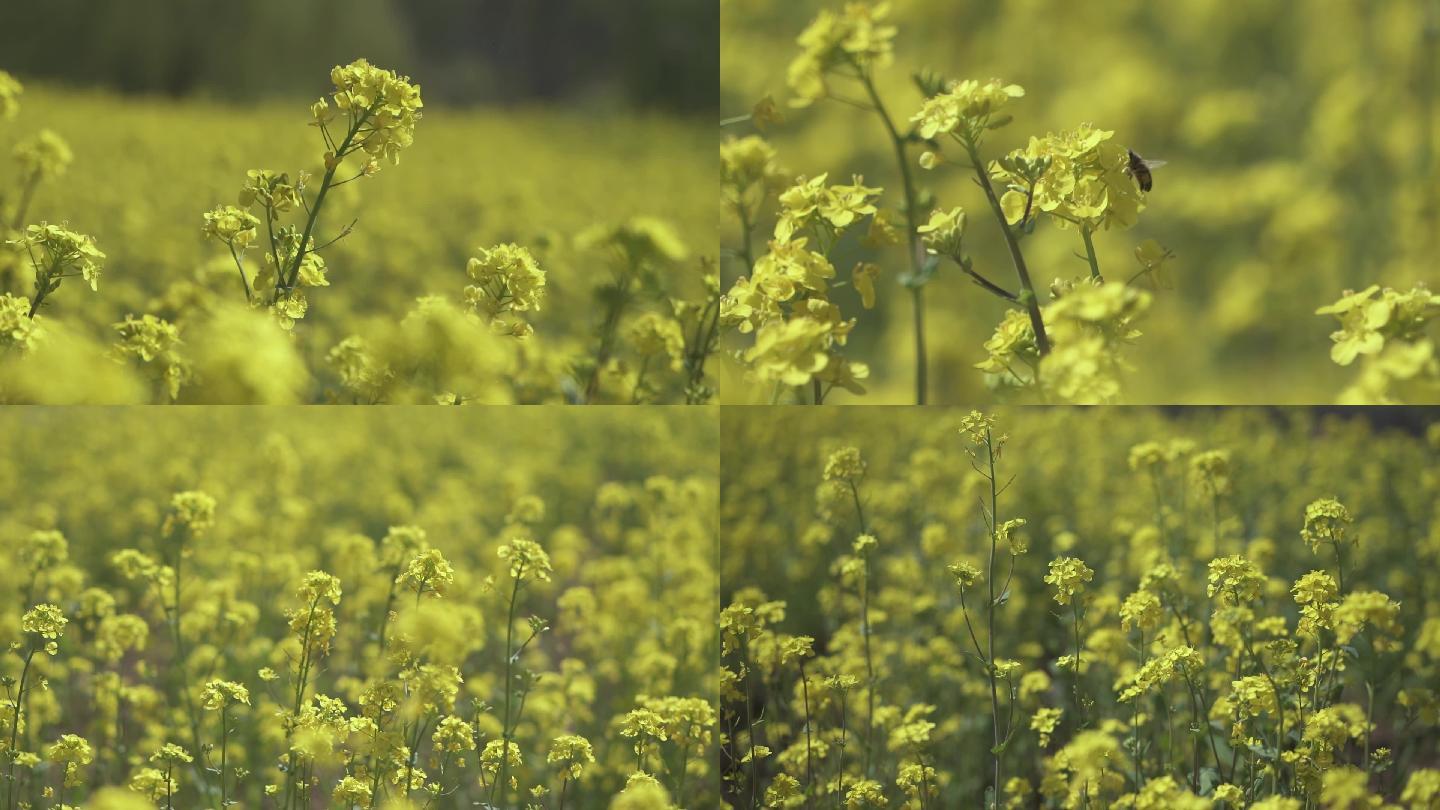 高速升格拍摄春暖花开油菜花蜜蜂