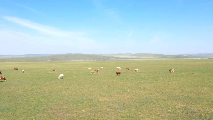 草原上的牛群延时摄影7秒