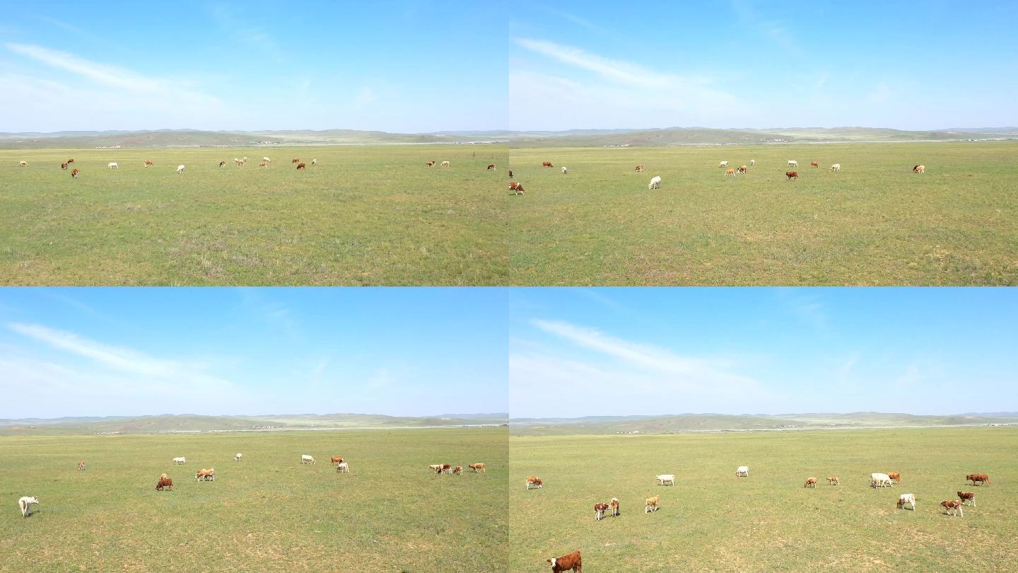 草原上的牛群延时摄影7秒