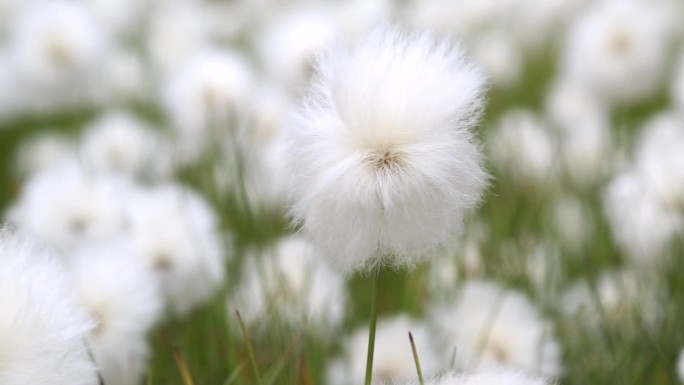 雪绒花