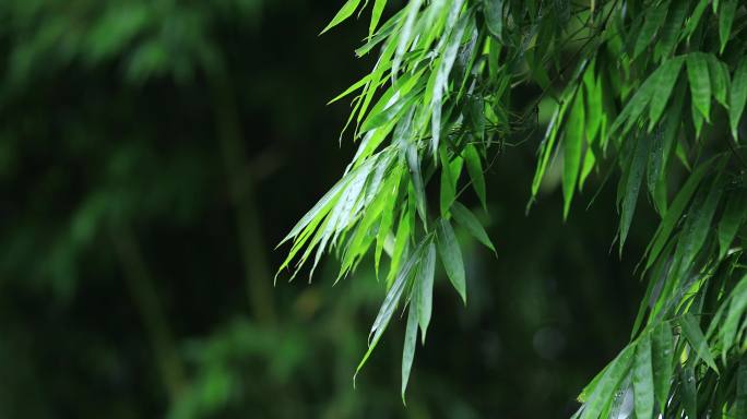 4K实拍下雨天竹叶特写合集