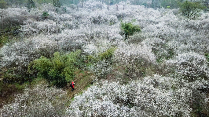 贵州省黔南荔波县茂兰万亩梅园航拍视频素材