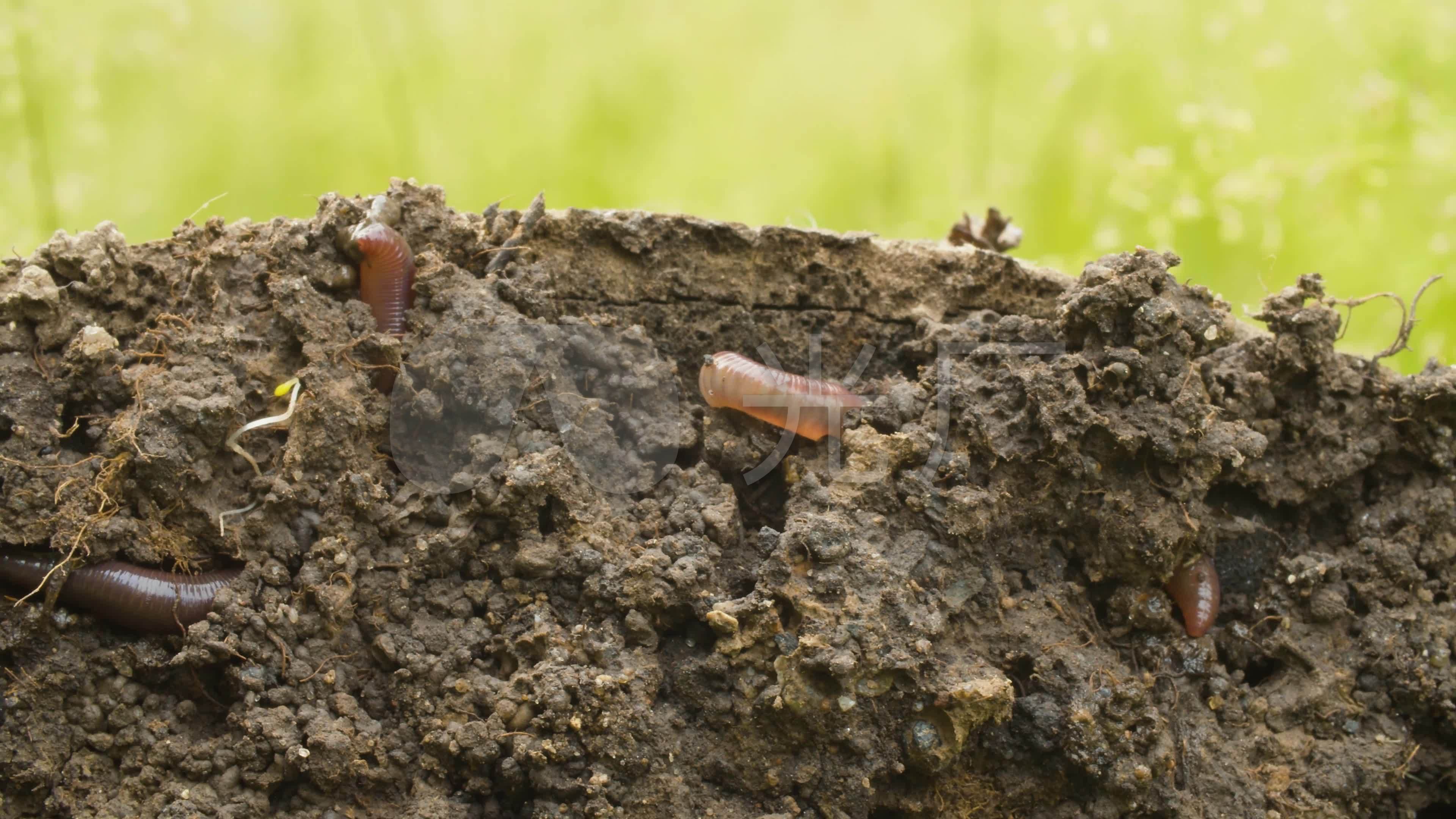 蠕虫开始挖洞到地面，蚯蚓的特写镜头 库存照片. 图片 包括有 自然, 灵活, 水平, 灵活性, 蚯蚓, 蠕动 - 123450060
