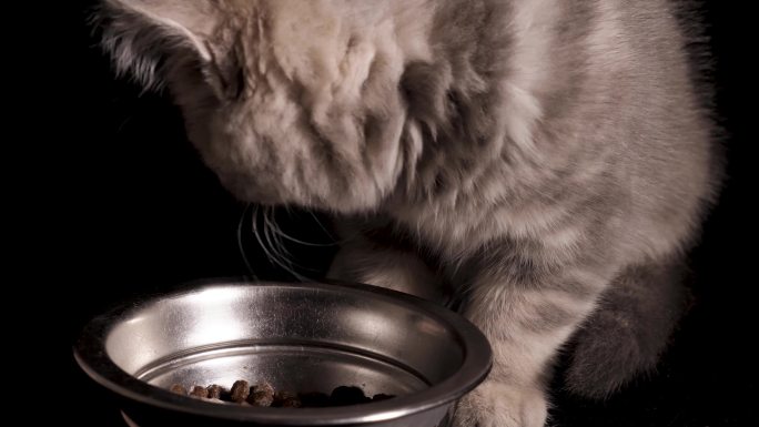 4K小猫幼猫吃食吃猫粮喂养