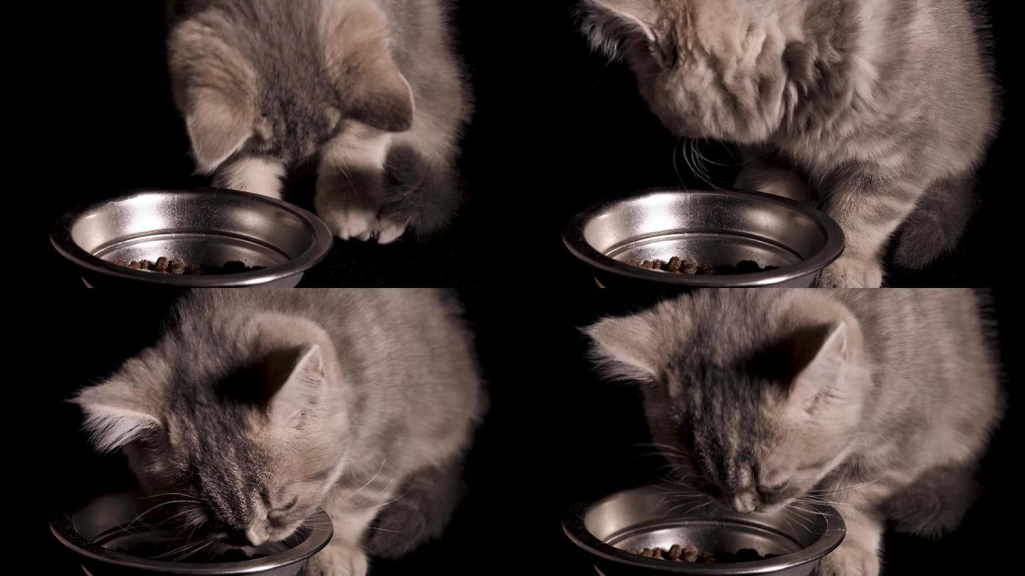 4K小猫幼猫吃食吃猫粮喂养