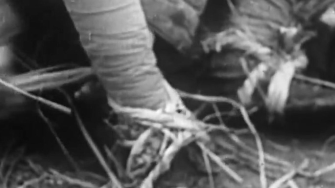上世纪40年代解放军红军长征延安草鞋