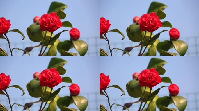 桃花梨花茶花春天乡村